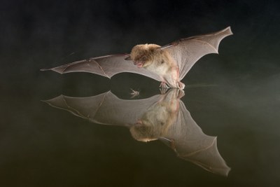 Foto © Paul van Hoof