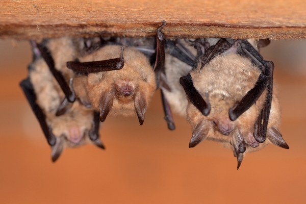 Foto © Wolfgang Forstmeier