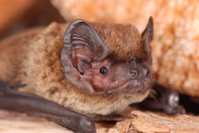 Fledermaus der Jahre 2026/2027