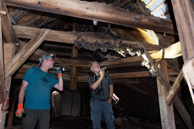 Fledermausquartiere finden