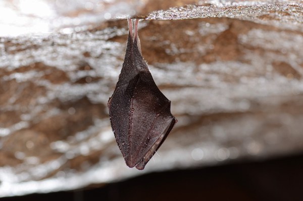 Foto © Wolfgang Forstmeier